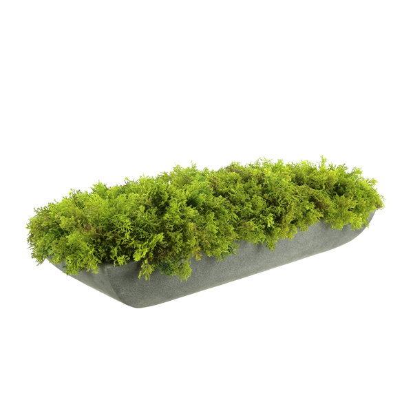 Creative Displays, Inc. Moss Faux Moss Plant in Fiberstone Planter Perigold
